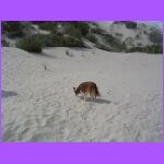 Belle Playing In Sand.jpg